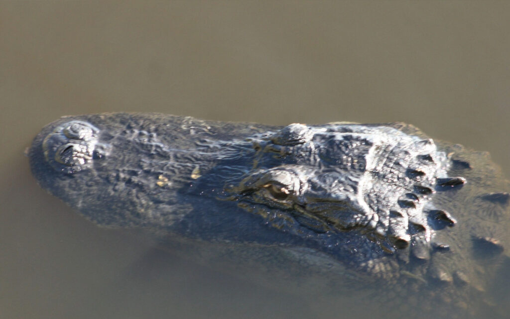 Alligator laying low in the water