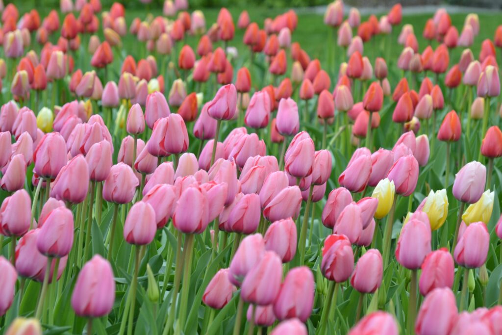 Easter Stories and Other Religious stories - Tulips in Spring