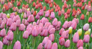 Easter Stories and Other Religious stories - Tulips in Spring