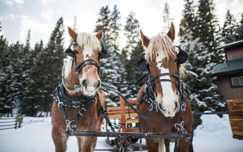 two horses in snow