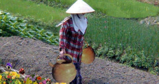 woman carrying 2 pots on a pole