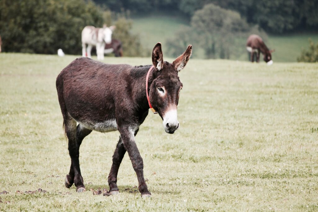 Donkey in a field