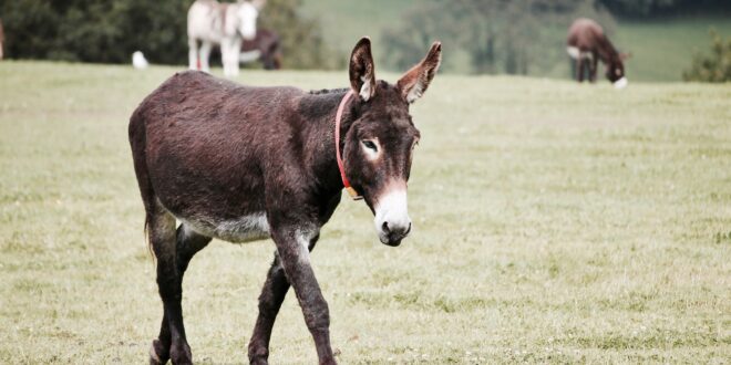 Donkey in a field