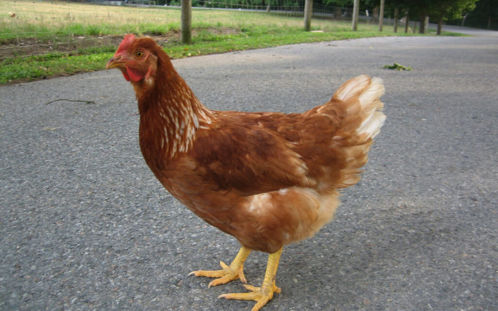 chicken in the road