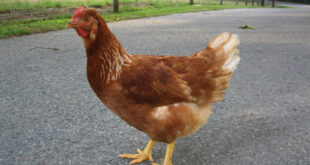 chicken in the road