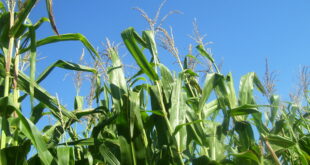 corn stalks growing in the field