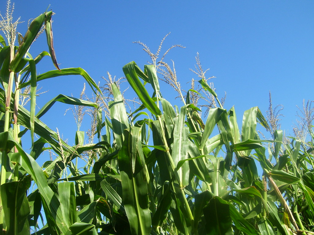 corn stalks growing in the field