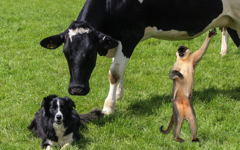 a dog, a cow and a monkey