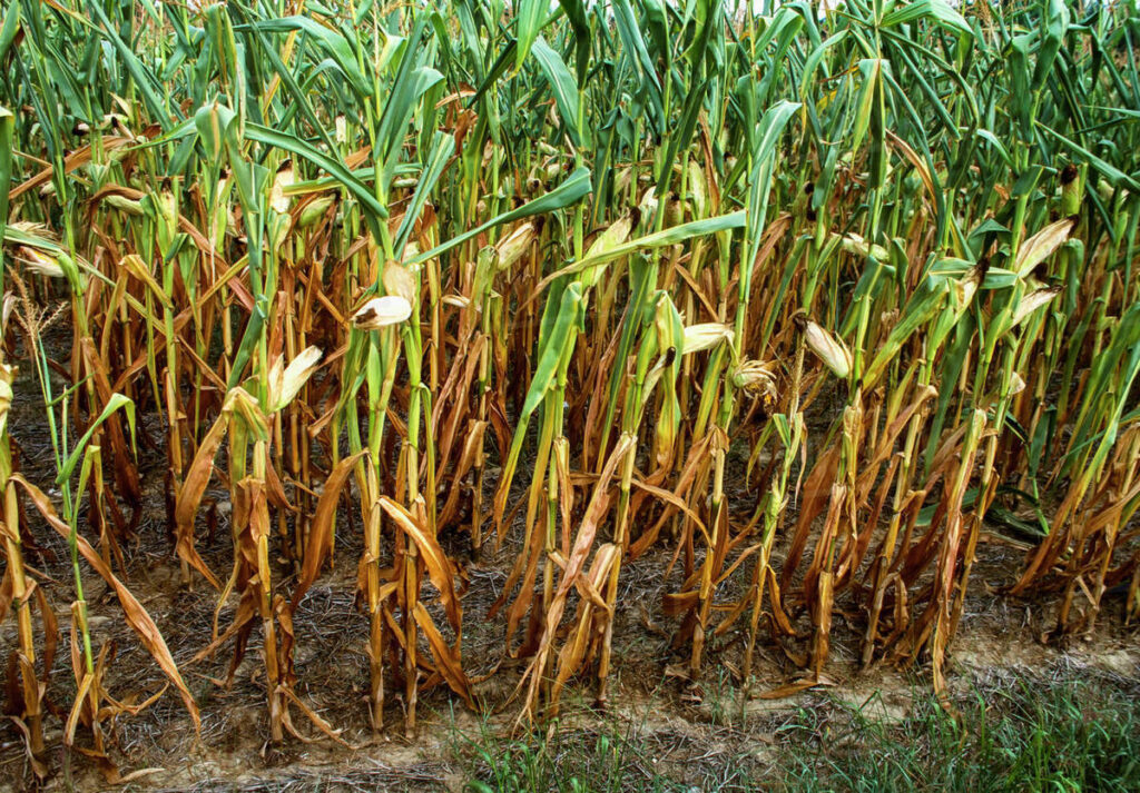 corn stalks drying up