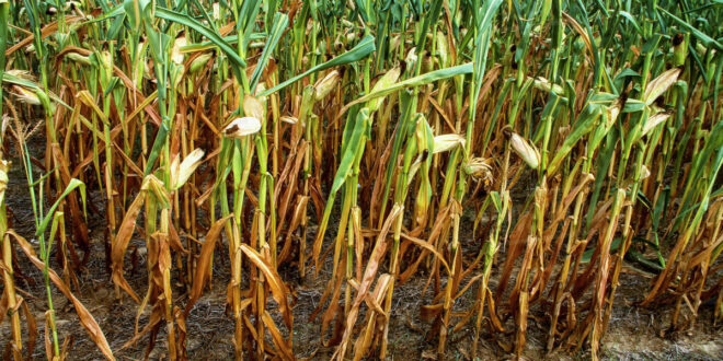corn stalks drying up