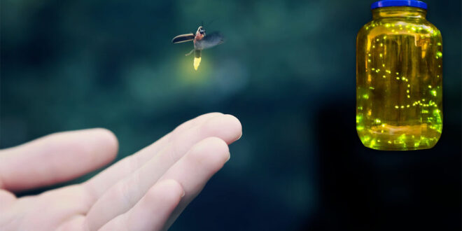 catching fireflys