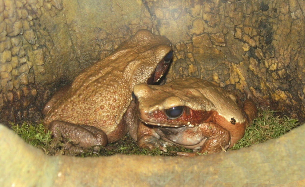 2 frogs in a hole