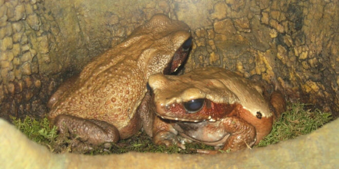 2 frogs in a hole
