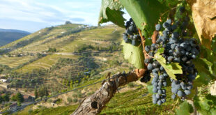 grapes and valley of terraces