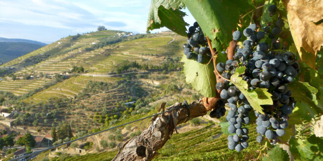 grapes and valley of terraces
