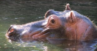 Inspirational Animal Hippo and the Tortoise
