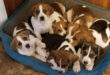 litter of 7 large puppies