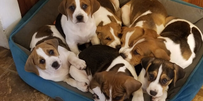 litter of 7 large puppies