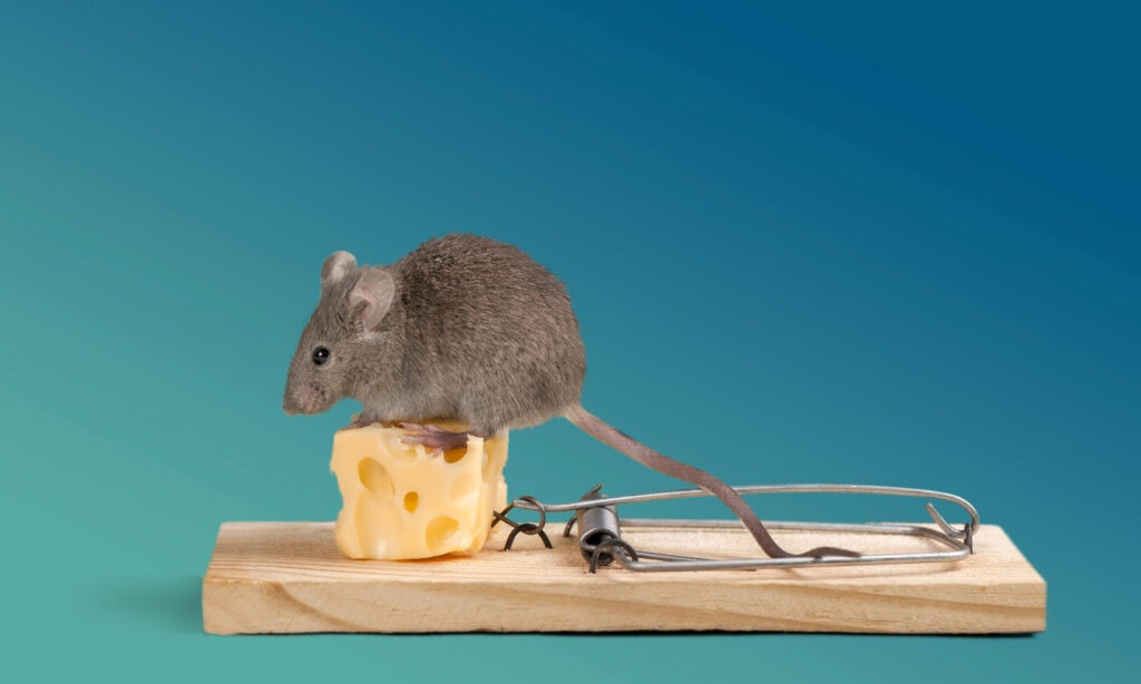 mouse on a piece of cheese in a trap