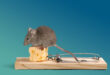 mouse on a piece of cheese in a trap