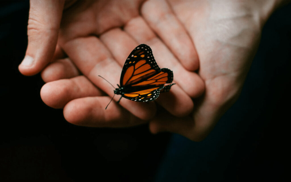 hands holding a butterfly