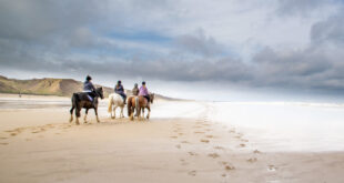 people on horse on the beach