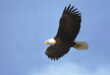 eagle flying high in blue sky