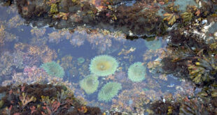 colorful tide pool with starfish