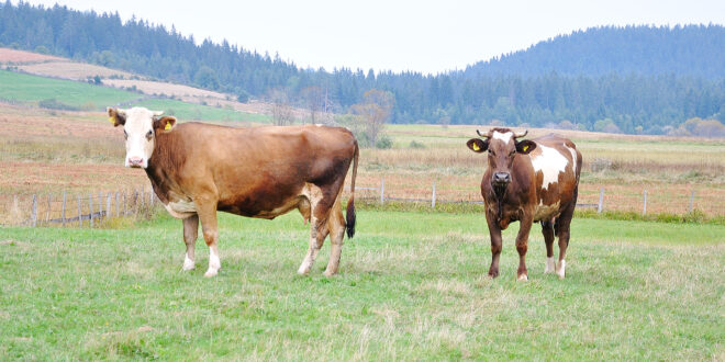 Two cows on green pasture