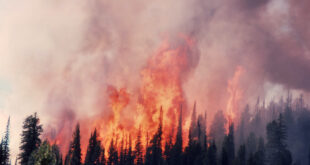 blazing fire in Yellowstone National Park