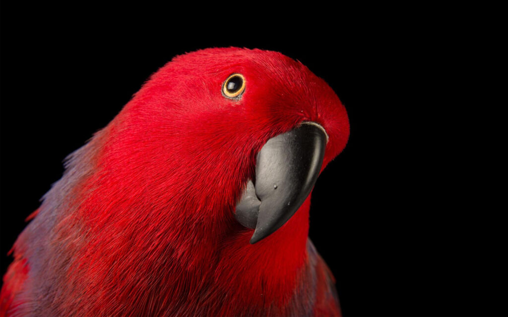 red talking parrot pet