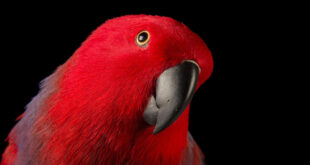 red talking parrot pet