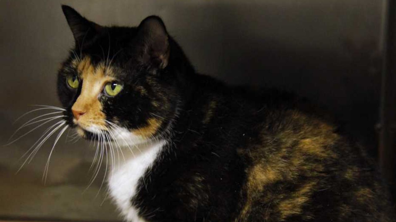 Lost cat returns home after 5 years, 1800 miles - Inspirational Stories ...
