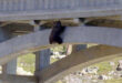 Black Bear hanging on a bridge tressle