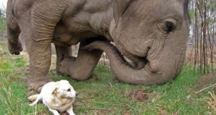 Tarra & Bella: The Elephant and Dog Who Became Best Friends