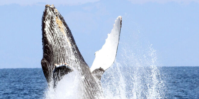 Whale celebrates rescue