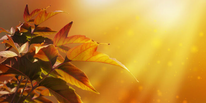 Awesome gold light over maple leaves