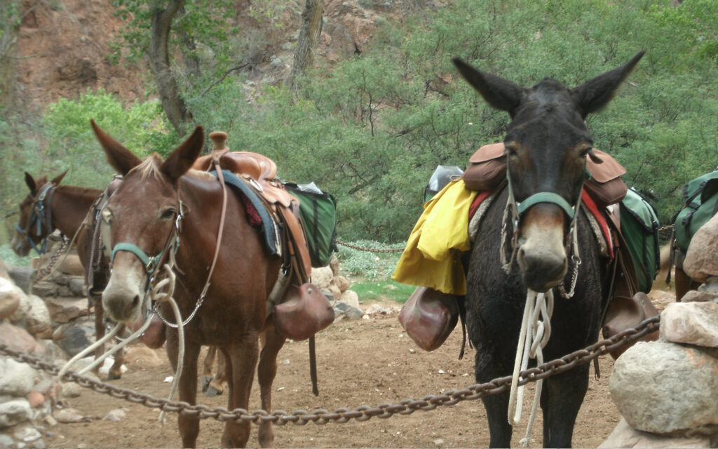 2 saddled mules
