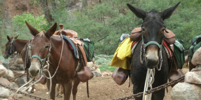 2 saddled mules