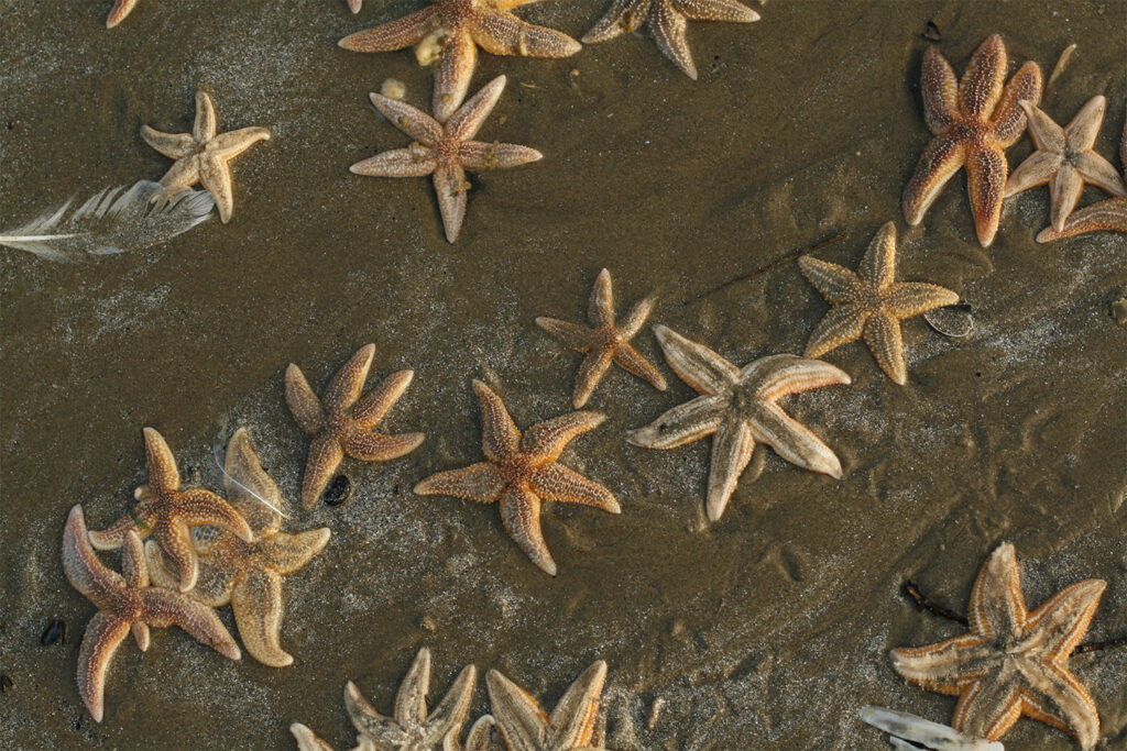 starfish all over the beach