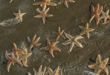 starfish all over the beach