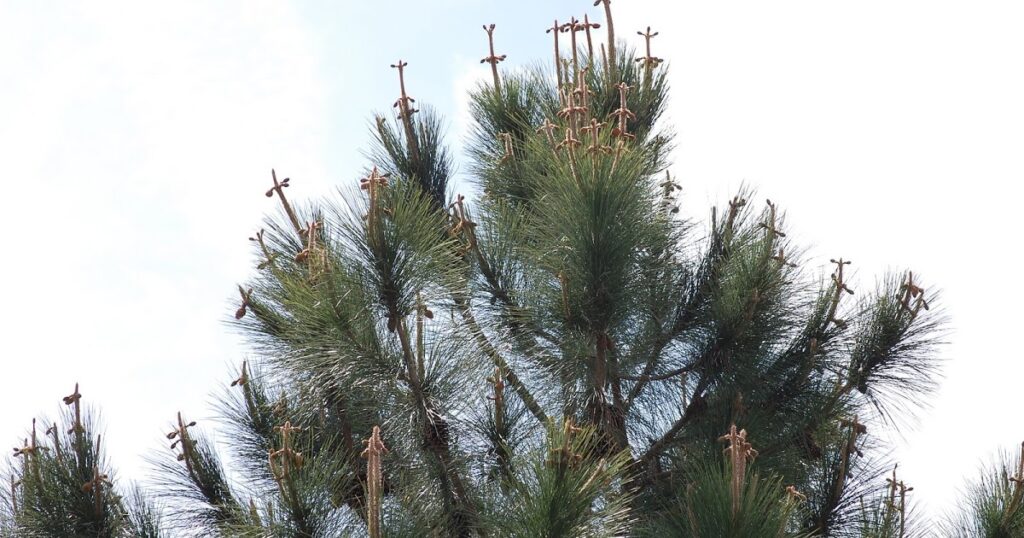 Inspirational pine tree crosses story