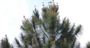 Inspirational pine tree crosses story