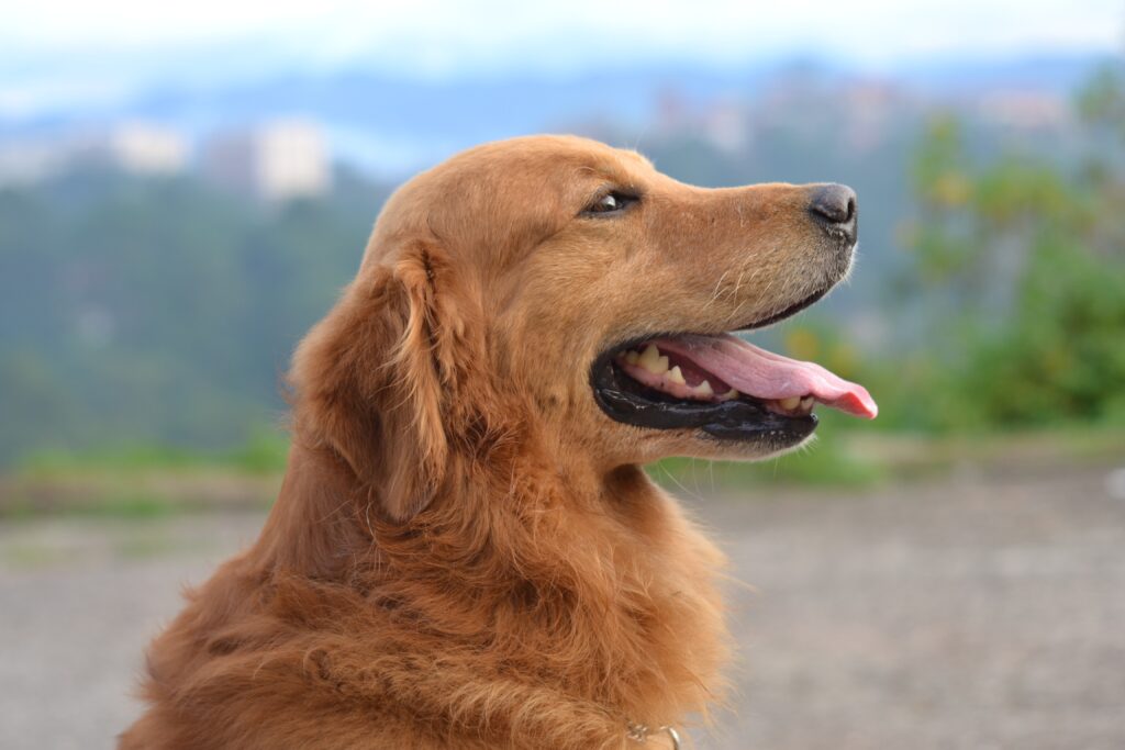 Golden Retriever Looking to the right