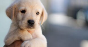 Small puppy listening to inspirational animal stories