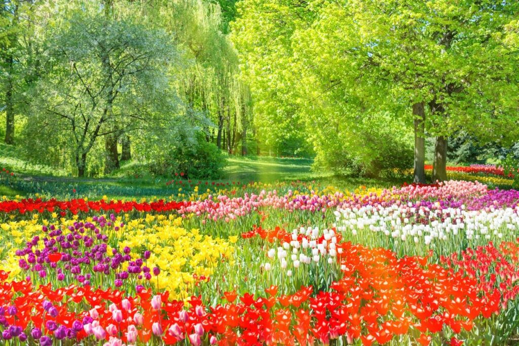 Garden full of tulips