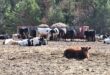 Cattle Eating Hay