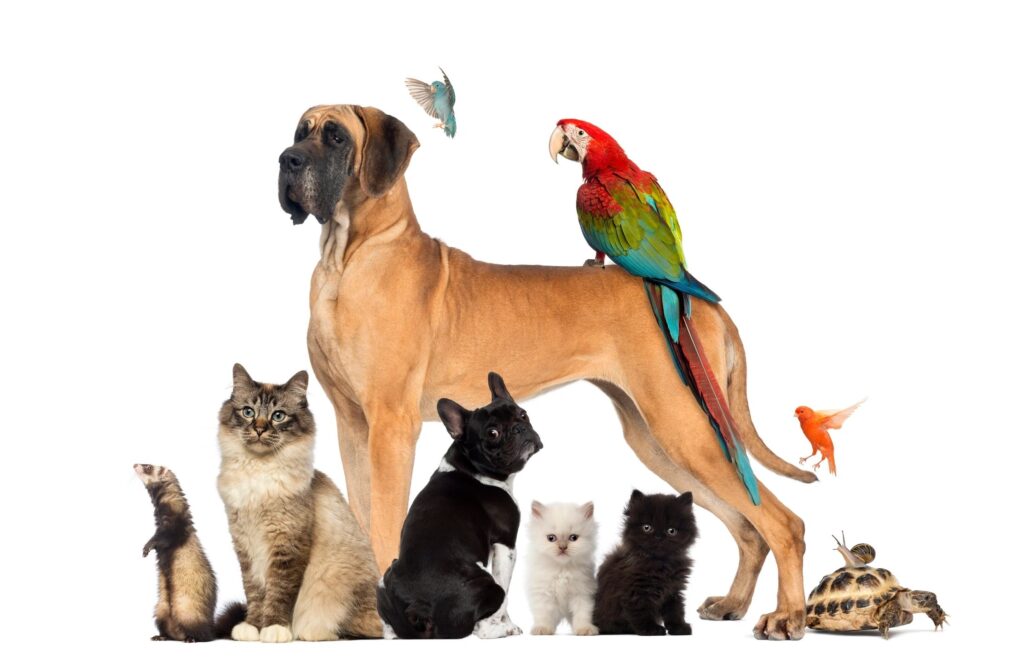 Dog, Parrot,Cat, Kitten