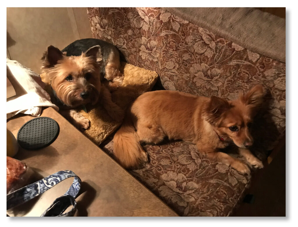 2 dogs on cushion