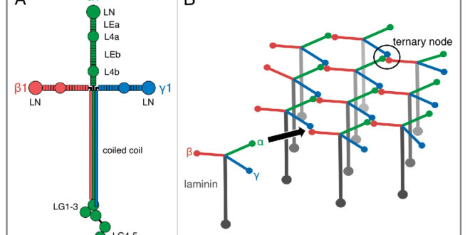 Graph of Laminin Molecule